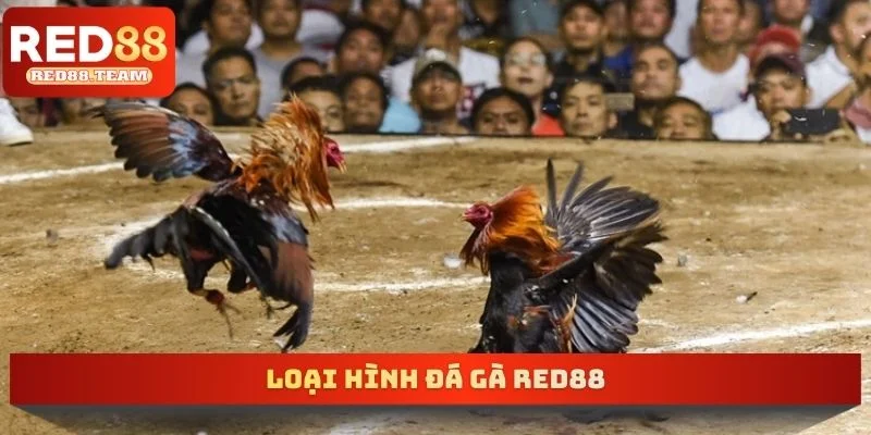Loại hình đá gà RED88